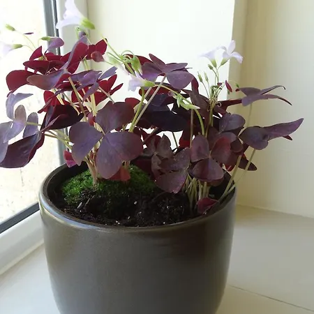 酒店 Peshtera